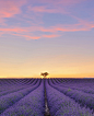 Lavender Sunset