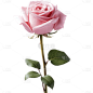 唯美粉色玫瑰花