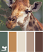 giraffe tones: 
