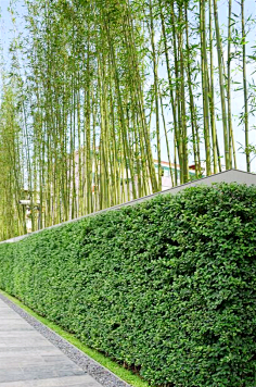 采集到垂直绿化与景墙绿篱采集金钱榕绿篱11jojo露采集到垂直绿化与景