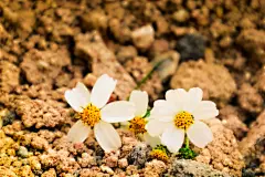 终有归期，不忘相约。经过76个日夜的奋斗，武汉成功啦！为沉默的英雄点赞，为每个努力的人们点赞。