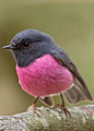 wasbella102:

Pink RobinThe pink robin is a small passerine bird native to southeastern Australia