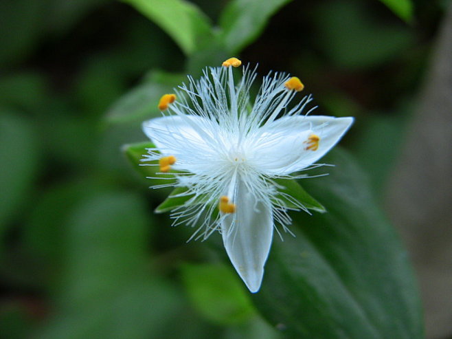 白花紫露草