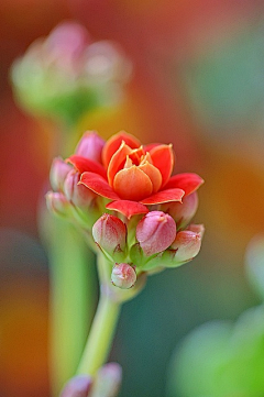 GM设计—采集到花