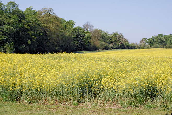 小清新油菜花