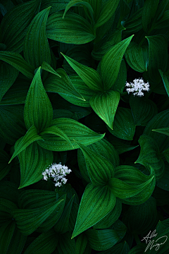 尋鹿人采集到花