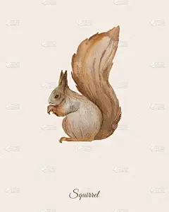 手绘水彩海报与松鼠 
