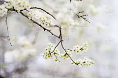 近距离的照片开花苹果或樱桃树在阳光灿烂的花园