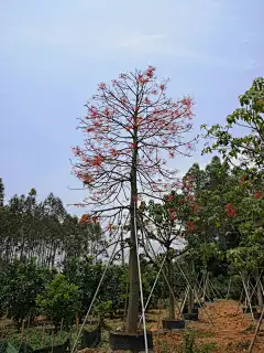 澳洲火焰木4211