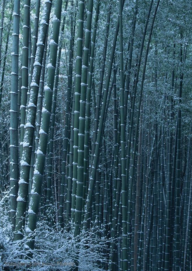冰天雪地-被雪花积压着的竹林高清桌面图片...