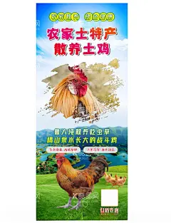 土鸡海报  - 源文件下载【酷图网】土鸡海报,散养土鸡,蓝天白云,公鸡母鸡,海报设计,家禽海报