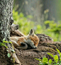Sweet ~~~(,,• ₃ •,,)