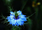 黑种草[1](Love-in-a-mist)在英语里面也叫做Devil-in-the-bush，是一种双子叶植物纲、毛茛目、毛茛科、黑种草属一年生植物，原产于地中海地区。黑种草可以长到1到2英尺(30到60厘米)高，长着带花边的鲜绿色叶子，开白色或者蓝色的花，花朵被线状的叶子包围着，这种线状的叶子叫做苞叶(bracts)。黑种草的果实是球状的蒴果。黑种草主要被种植在北美洲的花园里。