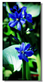 【百科名片】--雨久花。
别称： 浮蔷、蓝花菜 。雨久花科。
雨久花花大而美丽，淡蓝色，像只飞舞的蓝鸟，所以又称之为蓝鸟花。而叶色翠绿、光亮、素雅，在园林水景布置中常与其他水生观赏植物搭配使用，是一种极好而美丽的水生花卉。