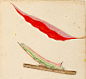 Design is fine. History is mine. — Gerald H. Thayer, “Mirror-Back” Caterpillar, study... : Gerald H. Thayer, “Mirror-Back” Caterpillar, study for book Concealing Coloration in the Animal Kingdom, 1905. Watercolor. Smithsonian American Art Museum.