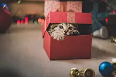 点击来源直接获取大图文件 |kitten playing in a gift box