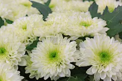 菊花,自然,背景,白色,选择对焦,美,贺卡,水平画幅,夏天,特写