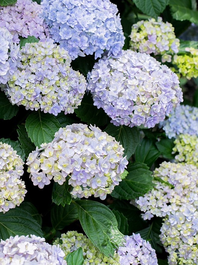 海蒂的花园无尽夏新娘花手鞠灵感等海妈家绣球花阳台花卉盆栽-淘宝网