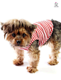 Striped T- Shirt Dog Top Dog Clothing, Dog Fashion, Dog Apparel for small dogs,  Designer Fashion, Apparel, Pet Clothing, Dog Clothes