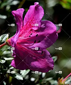 红杜鹃 花卉背景 花壁纸 映山红 美丽的花朵 花 植物群 自然