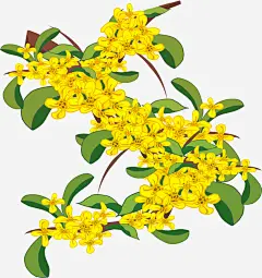 手绘中秋桂花插画免抠素材_图宝宝 https://bao16.com 中秋 中秋桂花 手绘中秋桂花 手绘桂花 桂花 桂花插画