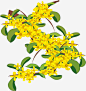 手绘中秋桂花插画免抠素材_图宝宝 https://bao16.com 中秋 中秋桂花 手绘中秋桂花 手绘桂花 桂花 桂花插画