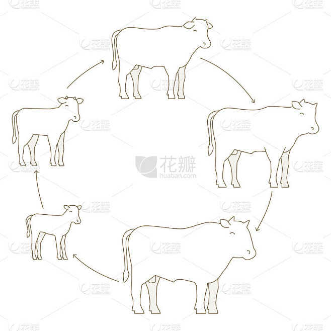 round-stages-of-beefs-growth-set-breeding-beef-pr
