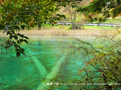 braintwist采集到九寨沟旅游_九寨沟旅游攻略_九寨沟图片_九寨沟门票价格