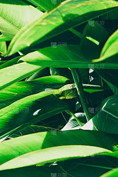 热带树叶抽象背景。