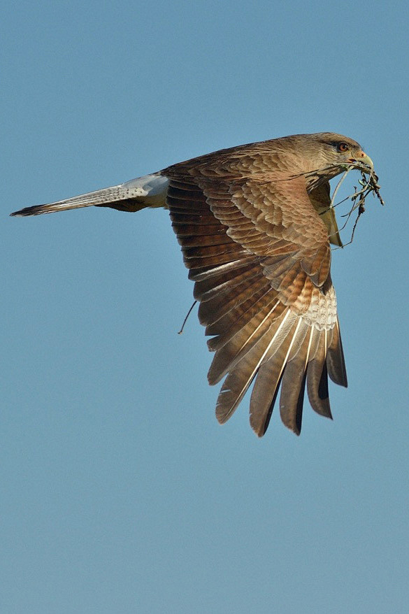 隼形目隼科叫隼属叫隼