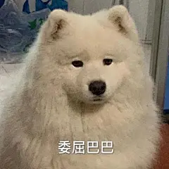 萨摩耶表情包_百度图片搜索