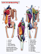 Drawsh: Anatomy