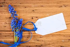 蓝色风信子花，标签与复制空间