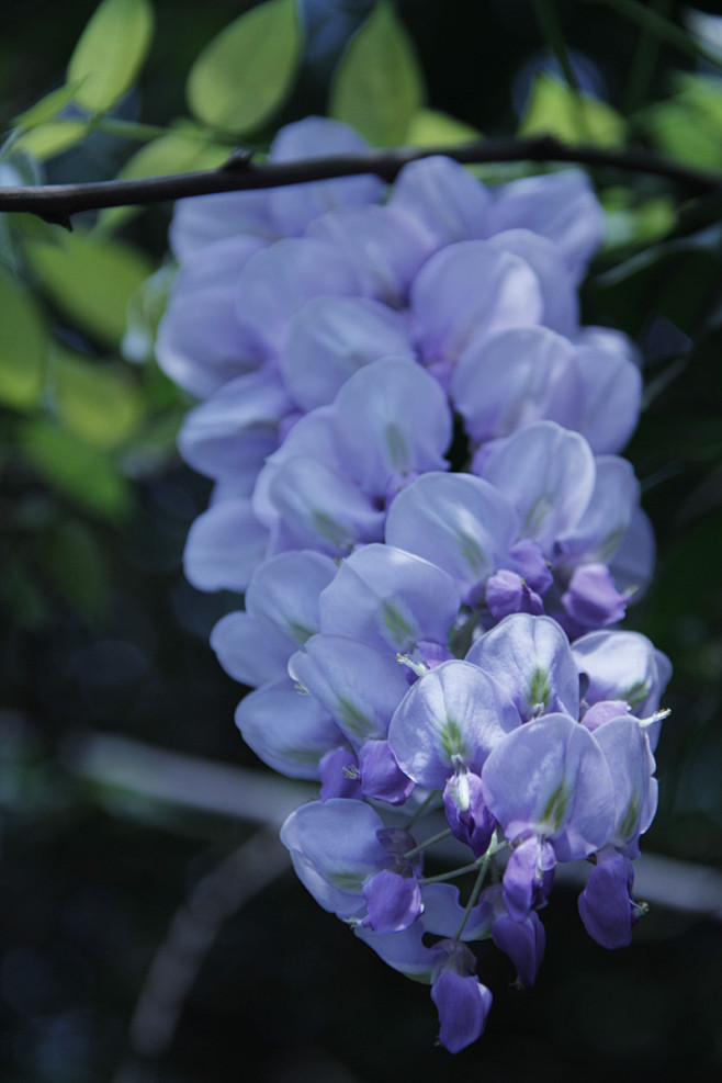 云萝即紫藤豆科紫藤属为情而生为爱而亡