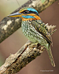 Spotted Wood Kingfisher (Actenoides lindsayi)