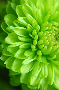 DAVIDDU201851采集到植物