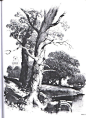 植物原画树原画来自cgbook.cn (1655)