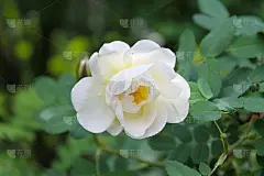 白玫瑰花特写作为背景或贺卡。自然背景
