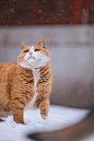 故宫的猫-煤气罐身材的帕帕