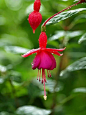 倒挂金钟（Fuchsia）是桃金娘目、柳叶菜科、倒挂金钟属的植物，又名灯笼花和吊钟海棠。原产墨西哥。