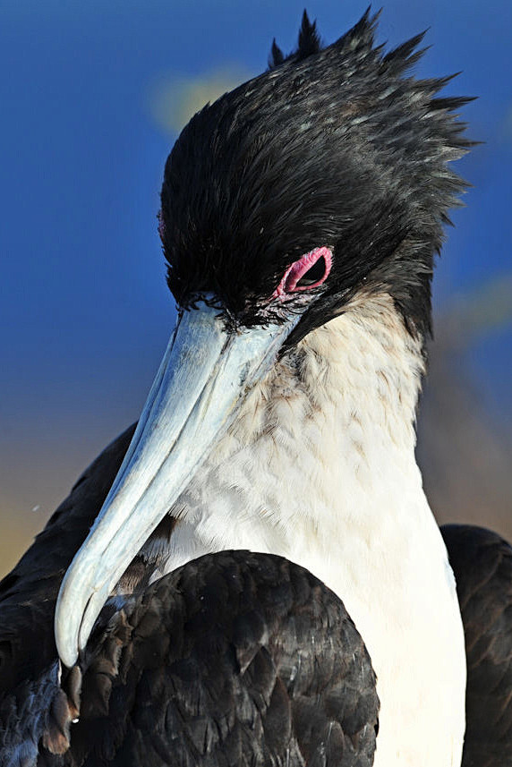 鲣鸟目·军舰鸟科·军舰鸟属:黑腹军舰鸟