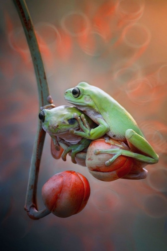 Duo Froggy | Cutest ...