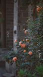 #春天摄影大赛# #随手拍春天##遇见春光#
【老门东  月季】

一个窗，上上下下左左右右