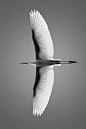 : Photo