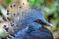 红眼黄鸽的照片素材