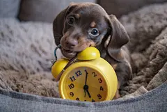 点击来源直接获取大图文件 |little funny dachshund puppy playing with yellow vintage alarm clock