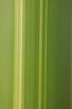 竹子竹竿纹理图案绿色植物鲜花草高清壁纸素材下载图片编码818A7826 – 饿狐背景网站-微距高清设计素材免费图片下载海报壁纸摄影背景素材，背景图，背景墙，背景板，背景图片，背景纹理，背景板设计，背景材质，背景大图