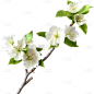 植物通用实景梨花花朵元素素材
