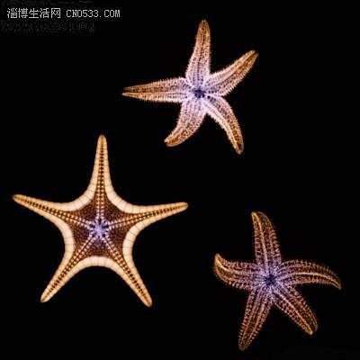 海星