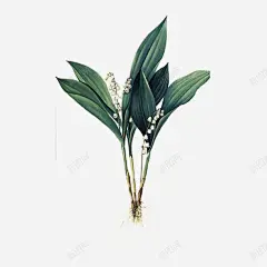 植物水仙 设计图片 免费下载 页面网页 平面电商 创意素材
